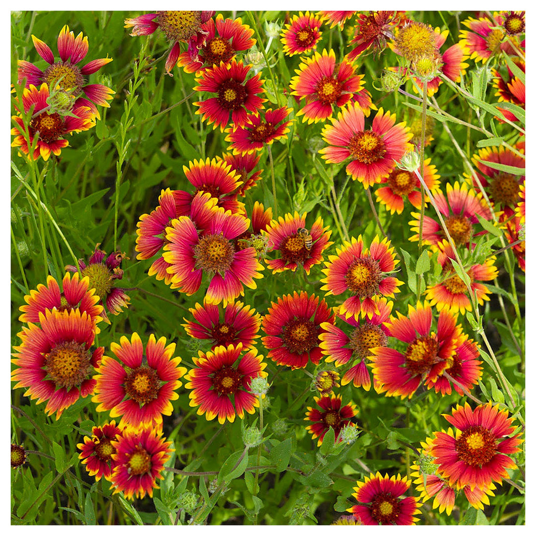 Gaillardia Aristata Flower Seeds for Planting - NON GMO Seeds | Neera Seeds product photo [neera-v4-cf0a604c5223850d6077]