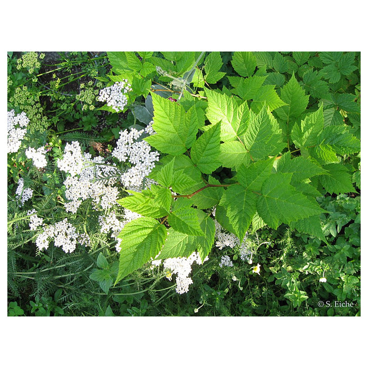 Heirloom Non-GMO Eiche Plant Seeds for Planting – Majestic Tree Seeds for Landscapes and Shade Gardens | Neera Seeds product photo [neera-v4-cf2bd49957e302fb8d88]
