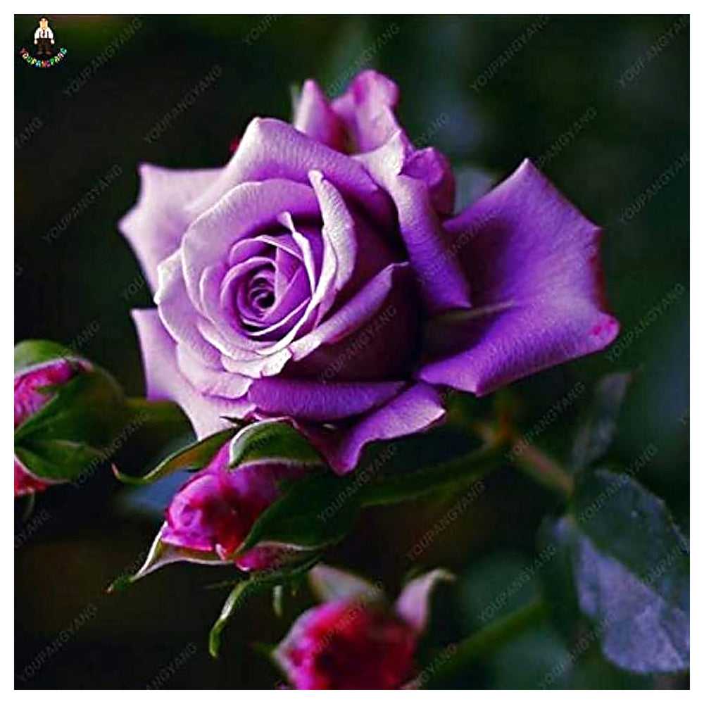 Violet Rose Edge Plant Seeds for Planting – Heirloom, Non-GMO, High Germination Beautiful Garden Flowers | Neera Seeds product photo [neera-v4-cf34531fb0b883866334]