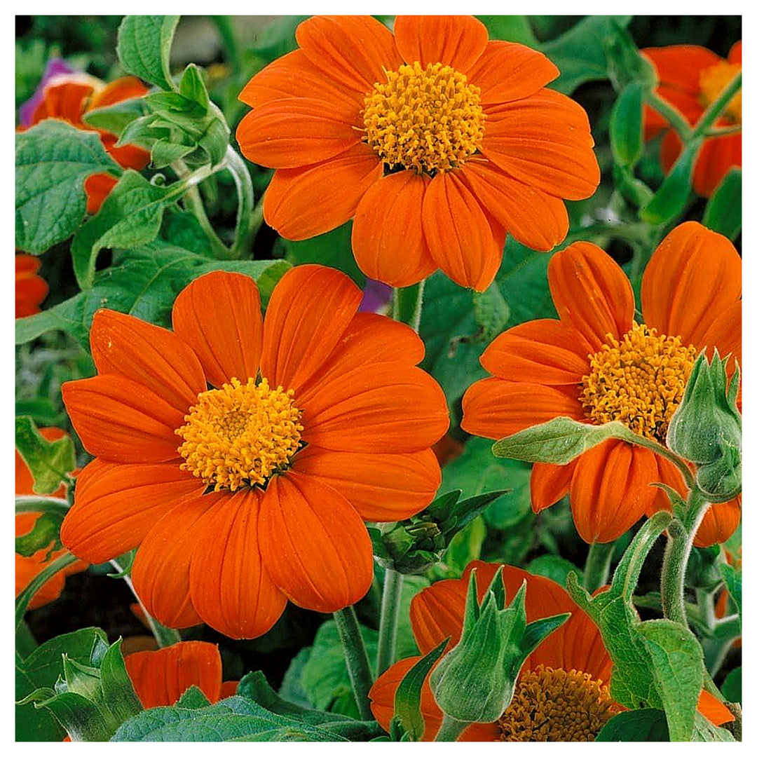 Heirloom Non-GMO Orange Tithonia Speciosa Flower Seeds for Planting – High Germination Organic Garden Seeds | Neera Seeds product photo [neera-v4-cf352195a8cc9e5247d2]