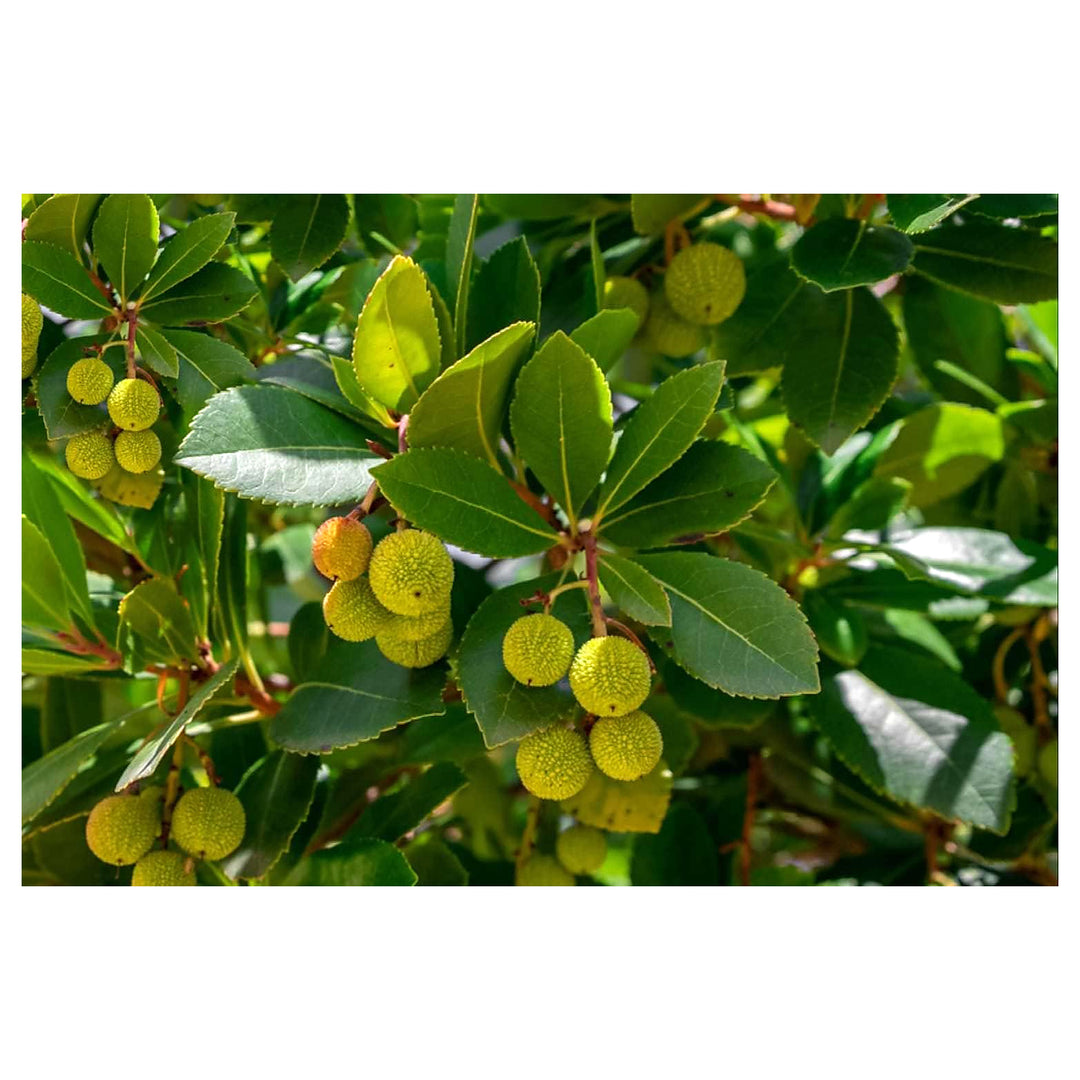 Arbutus unedo Strawberry Fruit Seeds – Green Variety, Ideal for Home Garden | Neera Seeds product photo [neera-v4-cf415f1cc70a7ac2b37f]
