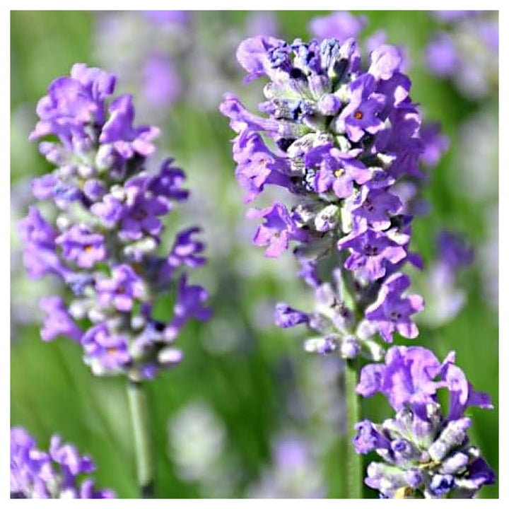 Lavender Flower Flower Seeds for Home Garden Planting, Premium Organic Blooming Collection | Neera Seeds product photo [neera-v4-cf4dfdce75c279f78561]