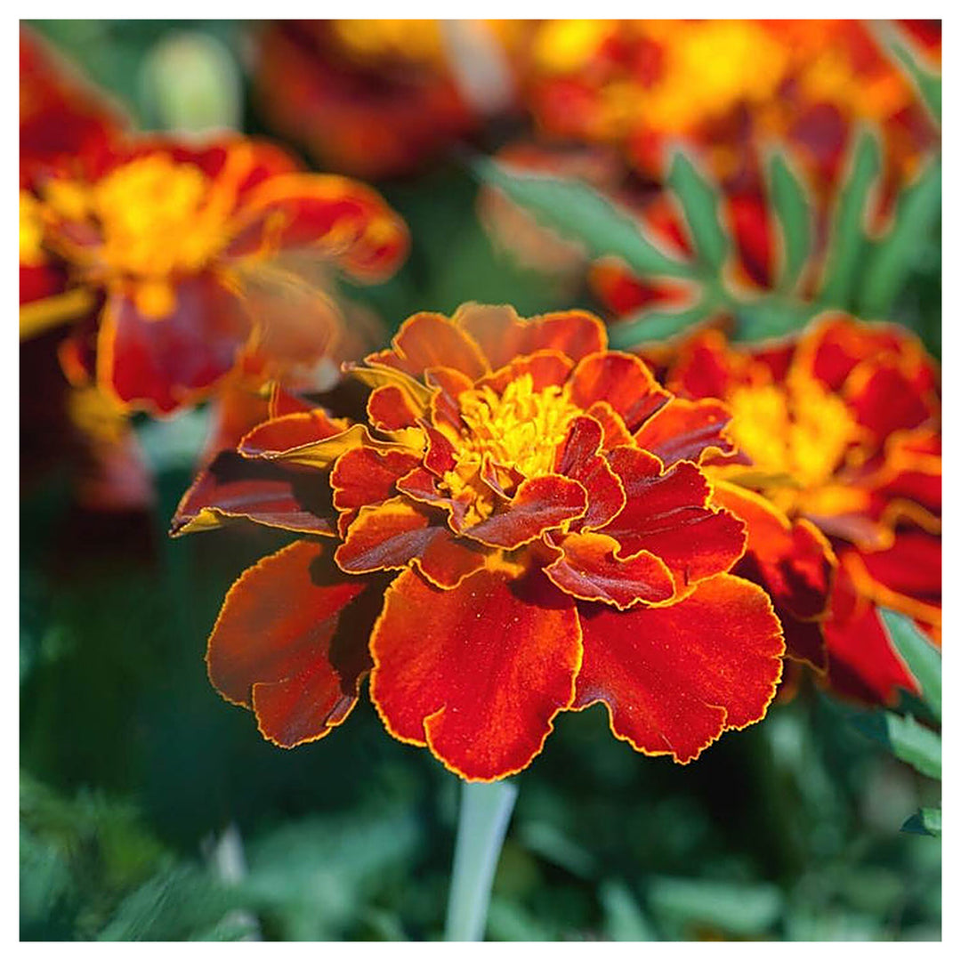 Heirloom Patula Flower Seeds, Non-GMO French Marigold Blooms for Colorful Garden Planting | Neera Seeds product photo [neera-v4-cf53c75e3d7f684ebaf4]