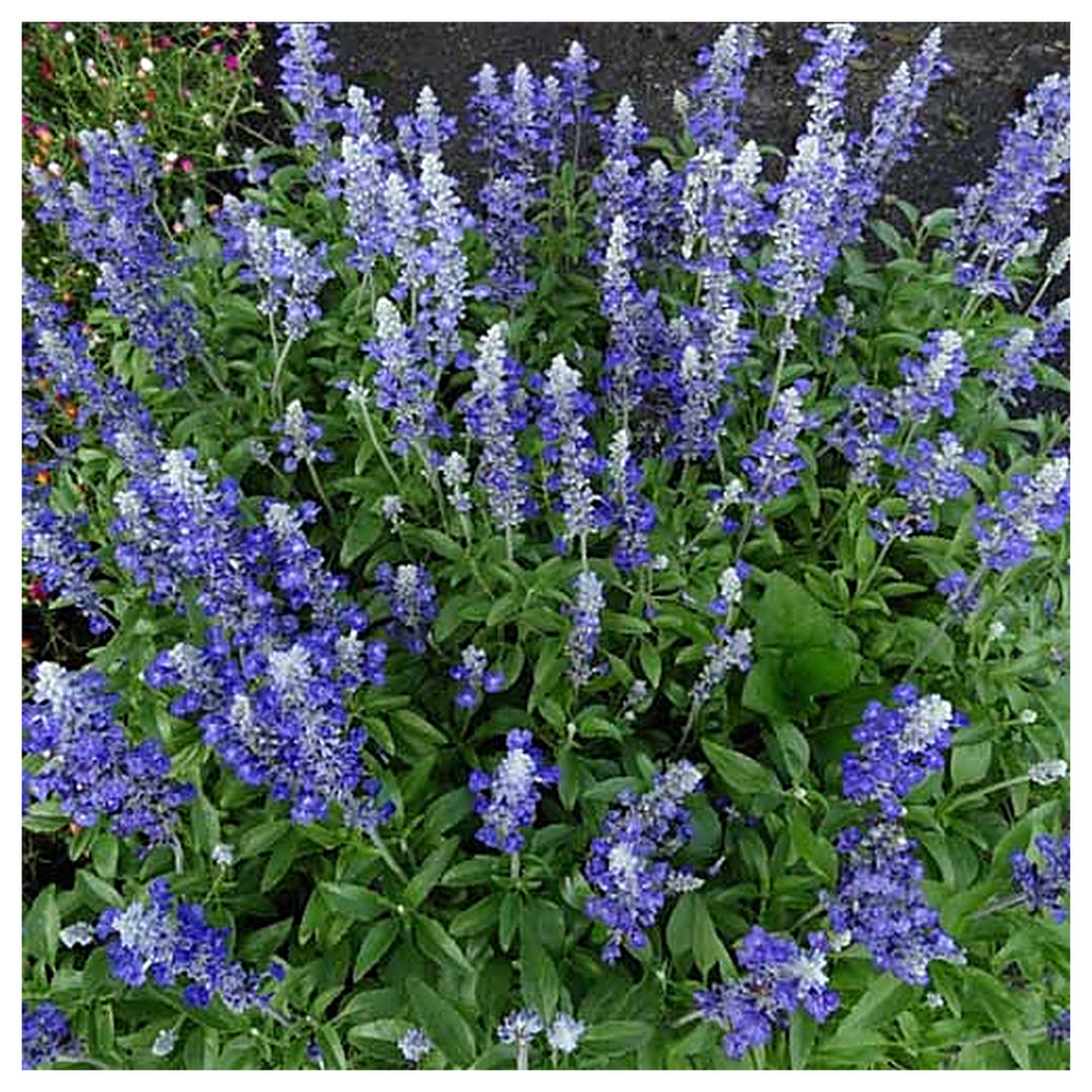 Royal Blue Salvia Flower Seeds for Planting – Heirloom &amp; Non-GMO Pollinator-Friendly Garden Blooms | Neera Seeds product photo [neera-v4-cf56ce9704c8a96d1fef]
