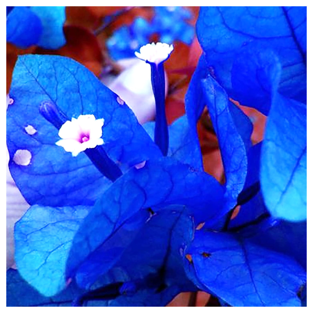 Organic Heirloom Non-GMO Blue Bougainvillea Seeds – High Germination Seeds for Planting Vibrant Climbing Vine Flowe | Neera Seeds product photo [neera-v4-cf65074f8d87940d6ba6]
