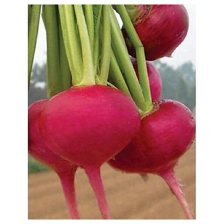 Red Turnip Vegetable Seeds for Planting – Heirloom, Non-GMO, Organic Garden Seeds, High Germination Root Vegetable | Neera Seeds product photo [neera-v4-cf798fe797c649025f31]