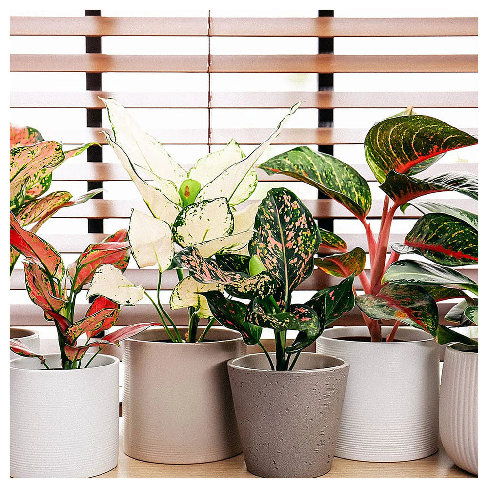 Heirloom Aglaonema White Mix Plant Seeds - Non-GMO, High Germination Organic Ornamental Garden Seeds for Planting | Neera Seeds product photo [neera-v4-cf7ac20c78c195d190f2]