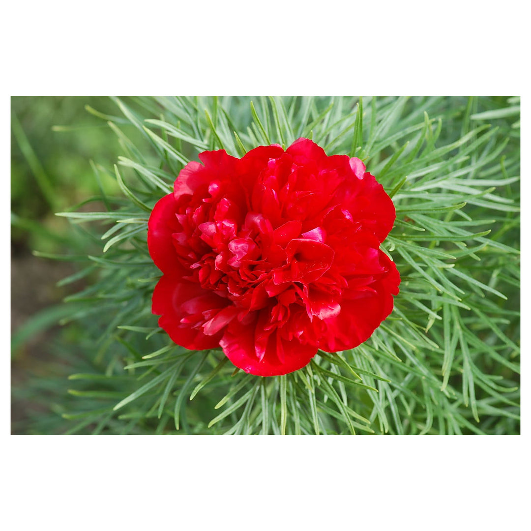 Heirloom Non-GMO Paeonia Red Tenufolia Flower Seeds – Fragrant Early-Blooming Peonies for Planting | High Germinati | Neera Seeds product photo [neera-v4-cf8bff3b804527e262d3]