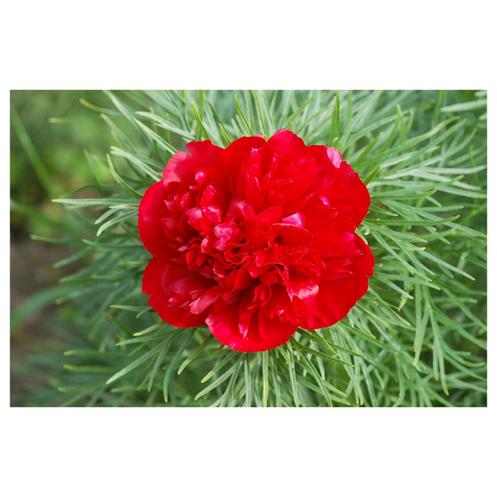 Heirloom Non-GMO Paeonia Red Tenufolia Flower Seeds – Fragrant Early-Blooming Peonies for Planting | High Germinati | Neera Seeds product photo [neera-v4-cf8bff3b804527e262d3]
