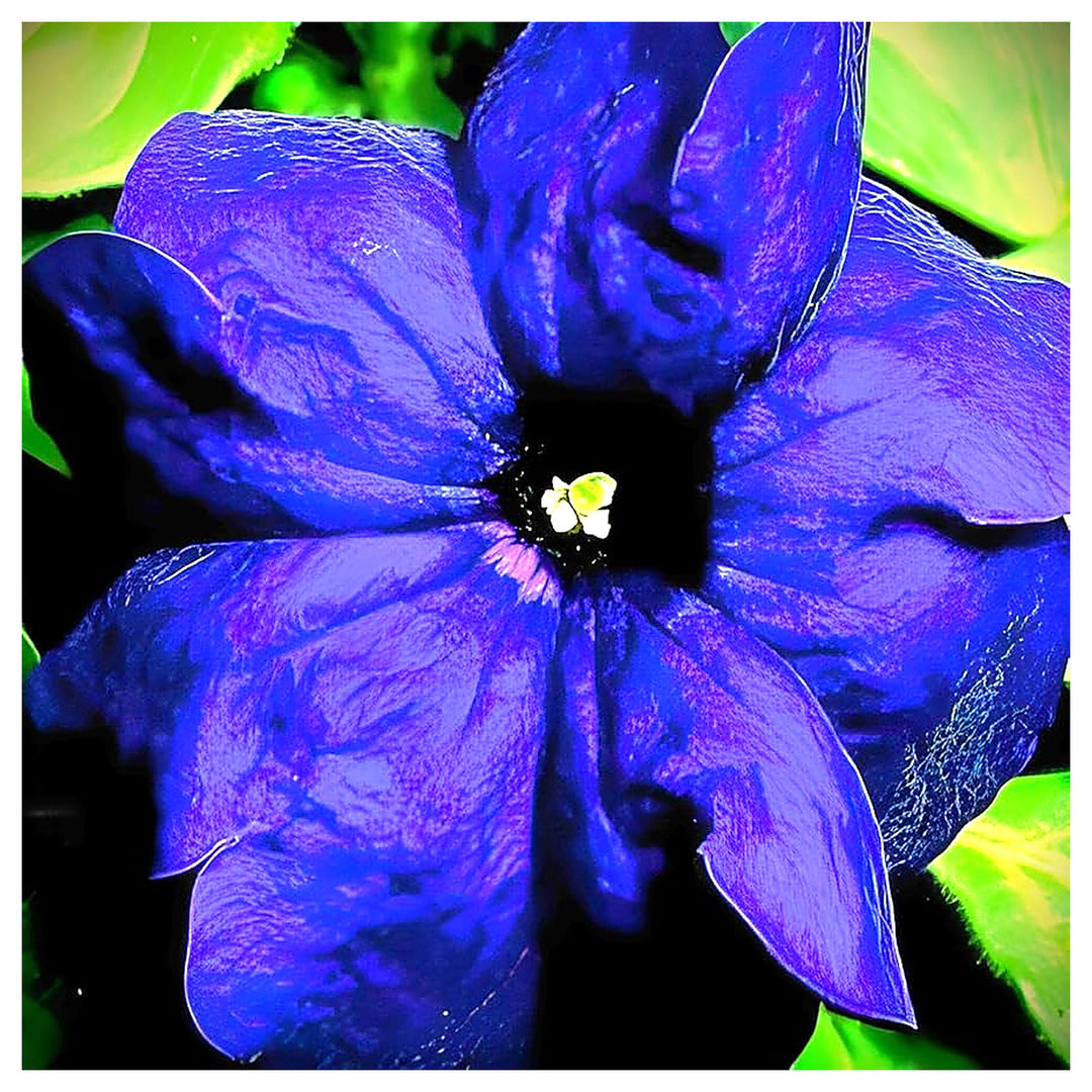 Blue Blue Rare Petunia Unique Dark Petunia Blooms Flower Seeds Home Garden Planting, Lush | Neera Seeds product photo [neera-v4-cf95cb500f497648945e]