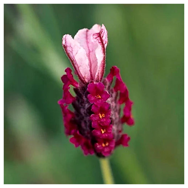 Heirloom Non-GMO Provence Lavender Plant Seeds – Red Blooms for Planting | Neera Seeds product photo [neera-v4-cf99d6ffdf84fe4e1826]
