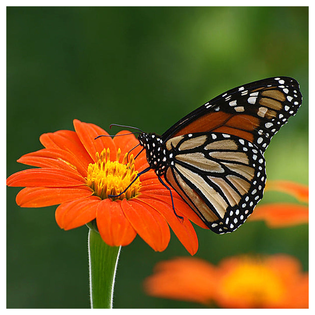 Organic Heirloom Orange Tithonia Flower Seeds for Planting – Non-GMO, High Germination Organic Garden Seeds | Neera Seeds product photo [neera-v4-cfc4977f3a932b671a96]