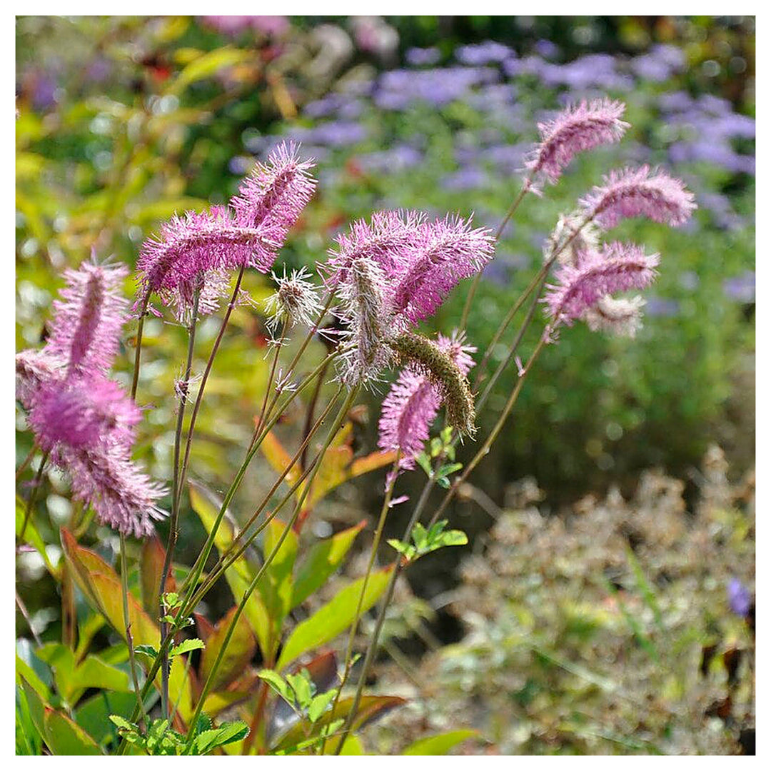 Heirloom Non-GMO Pink Alaskan Burnet Plant Seeds for Planting – for Cool Climate Gardens | Neera Seeds product photo [neera-v4-cfd32a39bc6ea4af74f1]