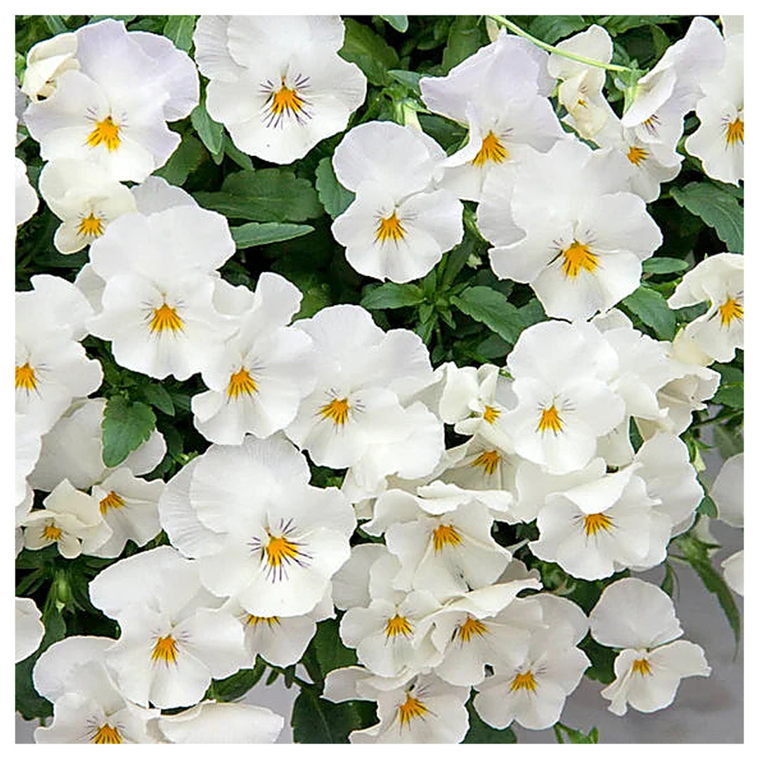 Heirloom Non-GMO Pansy Flower Seeds for Planting – Colorful Cool-Season Blooms, High Germination Organic Seeds | Neera Seeds product photo [neera-v4-cfe1edc29ca84c79cb88]