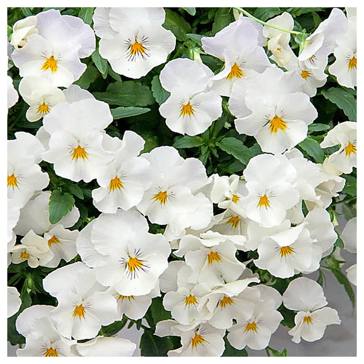 Heirloom Non-GMO Pansy Flower Seeds for Planting – Colorful Cool-Season Blooms, High Germination Organic Seeds | Neera Seeds product photo [neera-v4-cfe1edc29ca84c79cb88]