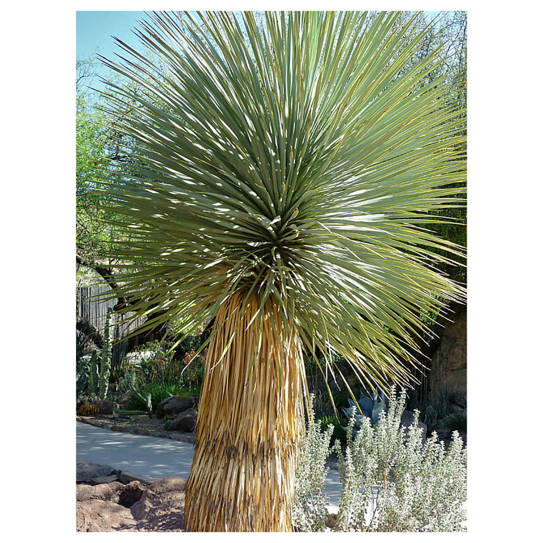 Heirloom Yucca Thompsoniana Plant Seeds, Non-GMO Drought-Resistant Shrub for Garden Planting | Neera Seeds product photo [neera-v4-cff5a80a8f0d5006106c]