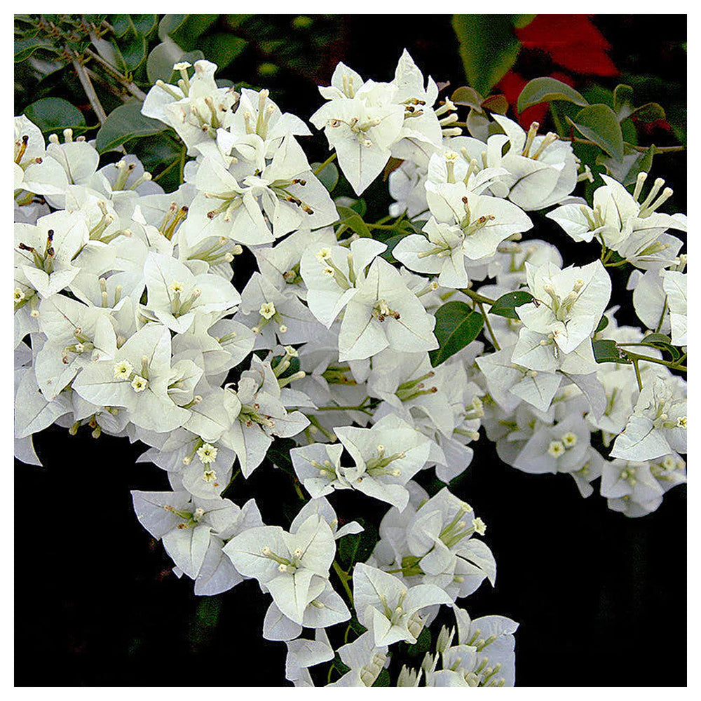 White Bougainvillea Flower Seeds for Planting – Heirloom, Non-GMO, High Germination Organic Garden Seeds | Neera Seeds product photo [neera-v4-d004cef735a7d53daf6e]