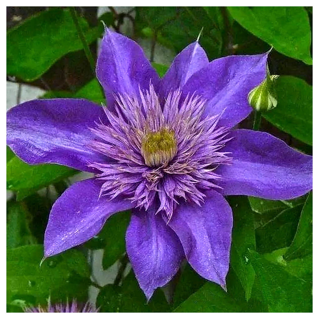 Purple Clematis Flower Seeds – Heirloom Non-GMO Climbing Vine Seeds for Planting | Neera Seeds product photo [neera-v4-d013b742006133d53174]