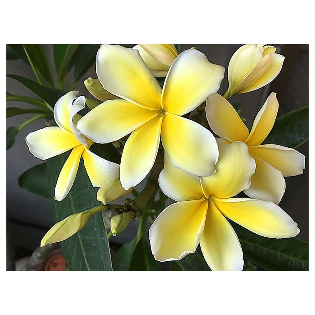 Plumeria Rubra Flower For Planting Flower Seeds for Home Garden Planting, Ornamental Organic | Neera Seeds product photo [neera-v4-d019d4ba49f7b2576e16]