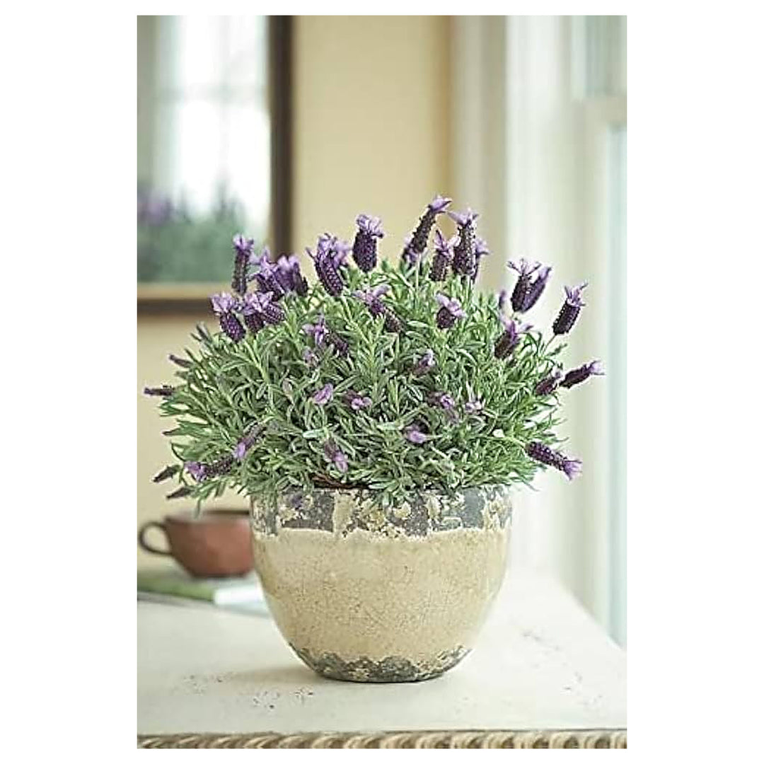 Lavender Flower Of Multi Color High Germination Diy Cooking Perennial Plants Flower Seeds | Neera Seeds product photo [neera-v4-d01b3d64fcf0fc69b11d]