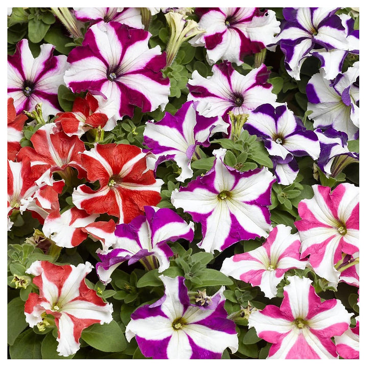 Mixed Pelleted Petunia Flower Seeds for Planting - Heirloom, NON-GMO, Easy Grow Garden Blooms | Neera Seeds product photo [neera-v4-d0207a8d64dbf5da6edc]