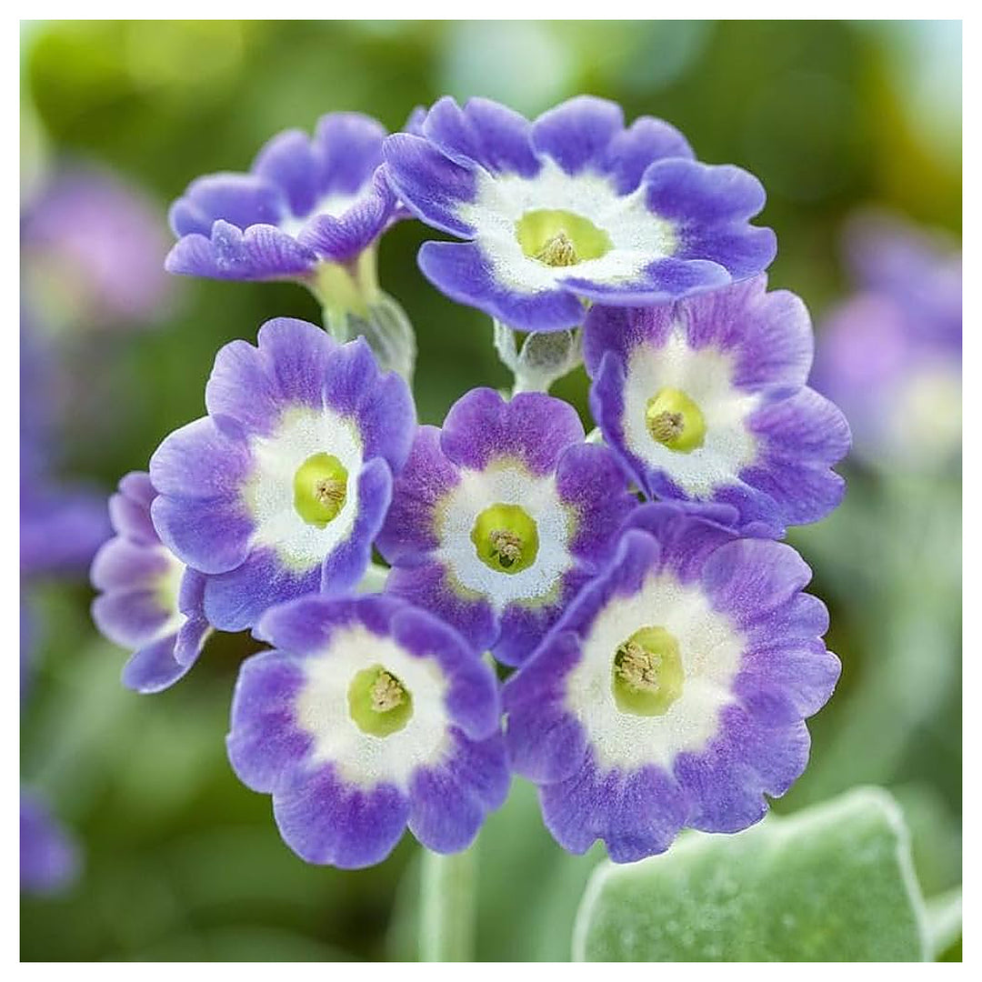Purple Primrose Flower Seeds – Heirloom Non-GMO Seeds for Planting | High Germination Organic Garden Seeds | Neera Seeds product photo [neera-v4-d02e99f7adea70d7a958]
