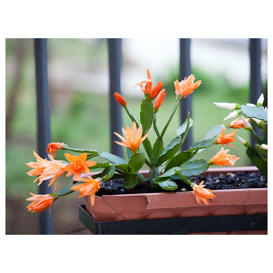 Schlumbergera Flower Seeds for Planting – Heirloom Non-GMO 100 pcs Organic Garden Blooms | Neera Seeds product photo [neera-v4-d031db5b8a93492ec04c]