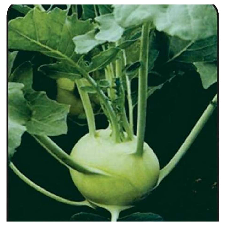 German Turnip (Kohlrabi) Seeds for Planting – Heirloom, Non-GMO Vegetable Seeds for Home Garden and Organic Growing | Neera Seeds product photo [neera-v4-d0380df66f6fa9b9b9f2]