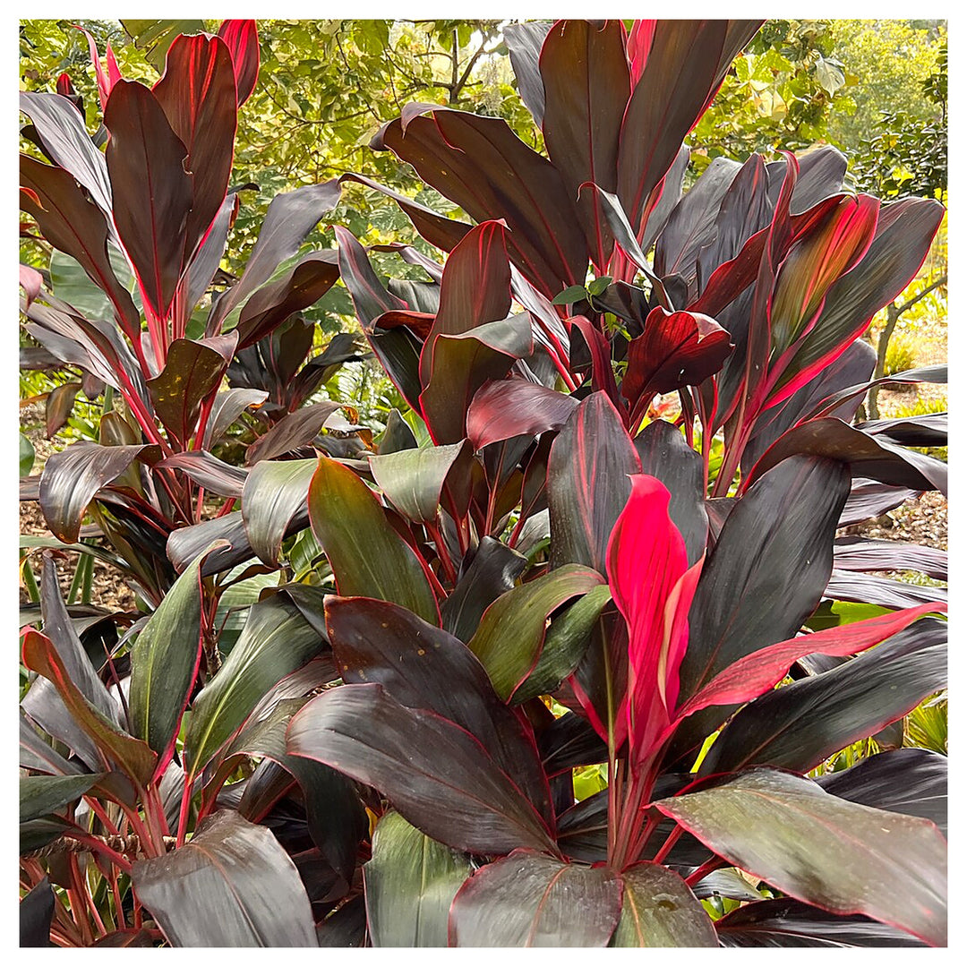 Heirloom Red Cordyline Rubra Plant Seeds, Non-GMO Tropical Foliage Seeds for Garden Planting | Neera Seeds product photo [neera-v4-d04062721ba9fe6cf002]