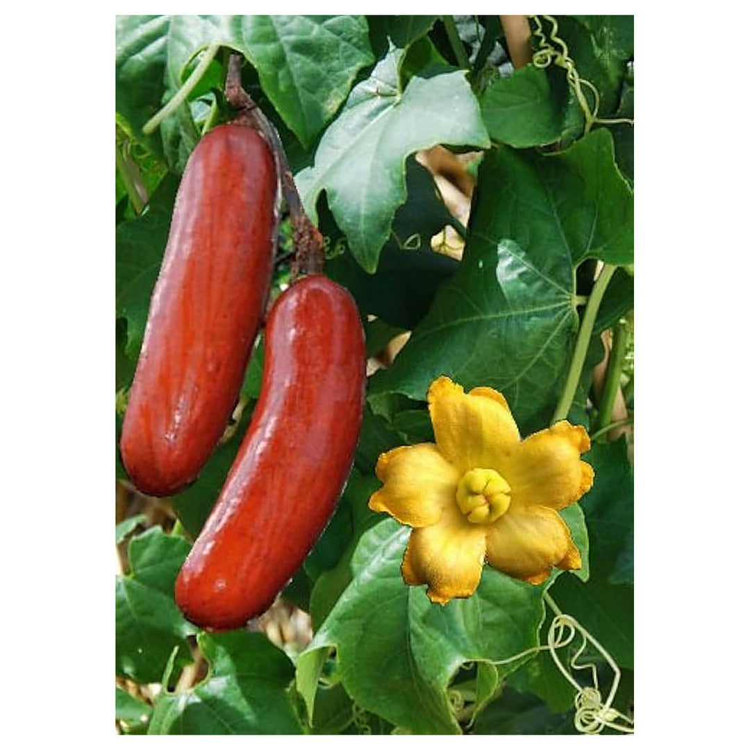 Cassabanana Sicana Odorifera Seeds for Planting – Heirloom, Non-GMO High Germination Vegetable Seeds | Neera Seeds product photo [neera-v4-d045847a1a50a205c36c]