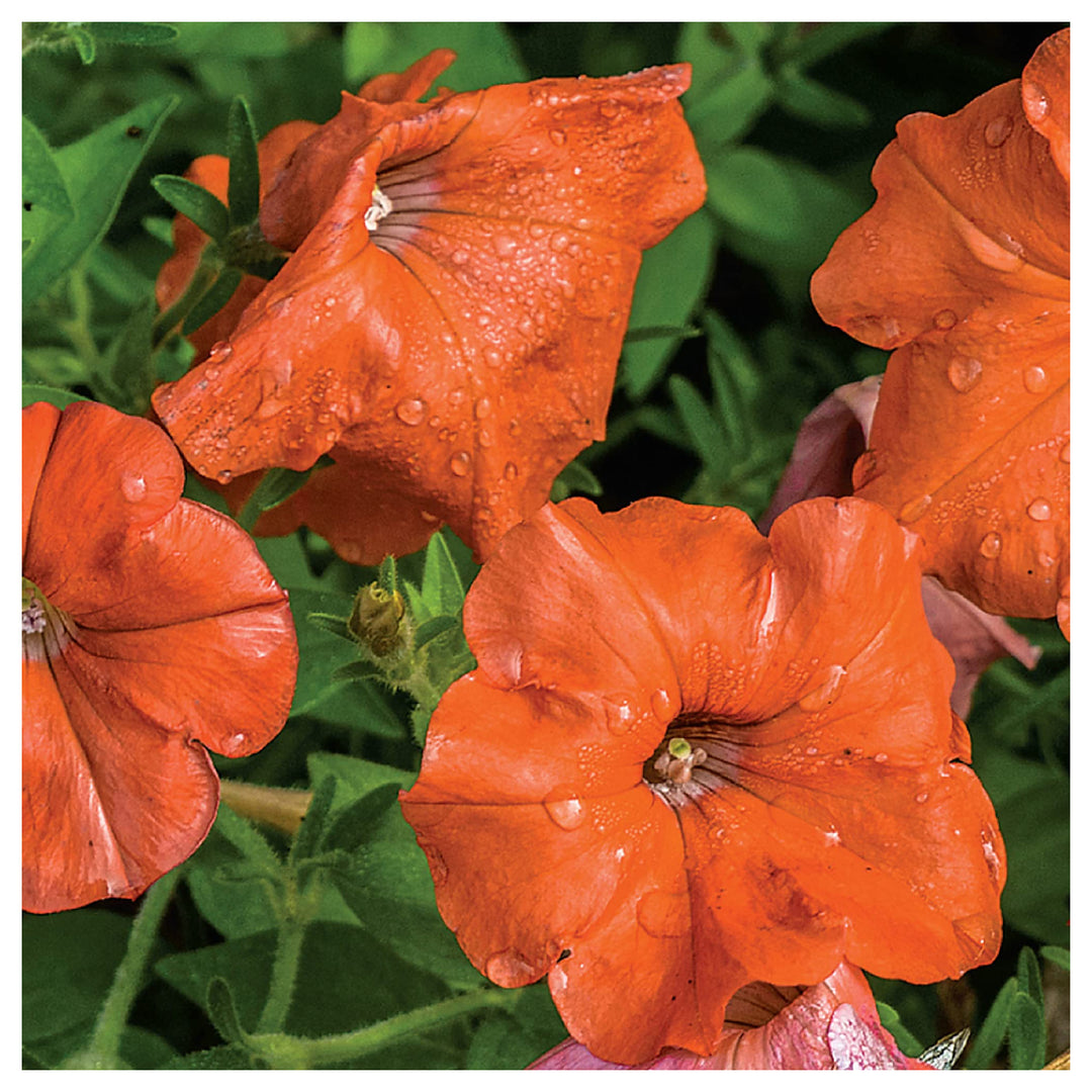 Orange Petunia Flower Seeds for Planting – Heirloom, Non-GMO, High Germination Organic Garden Seeds | Neera Seeds product photo [neera-v4-d04d0a7dab52a7704e24]