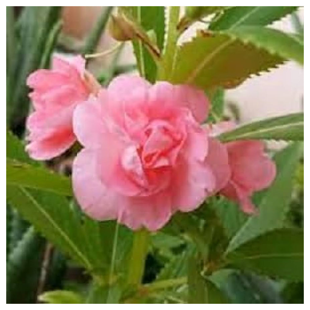 Heirloom Peach Balsam Flower Seeds – Non-GMO, High Germination Organic Garden Seeds for Planting Colorful Annual Bl | Neera Seeds product photo [neera-v4-d04f852957e04ae1188b]