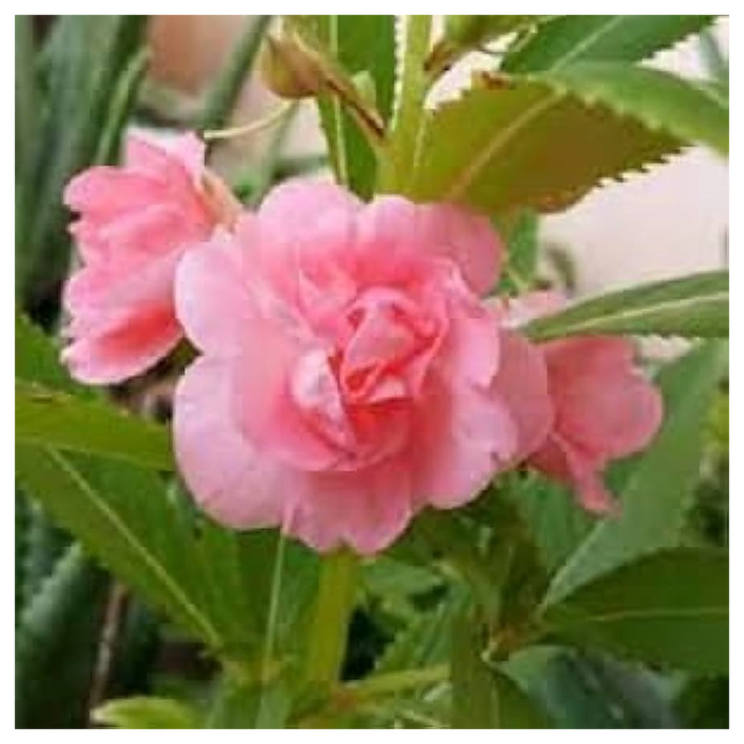 Heirloom Peach Balsam Flower Seeds – Non-GMO, High Germination Organic Garden Seeds for Planting Colorful Annual Bl | Neera Seeds product photo [neera-v4-d04f852957e04ae1188b]