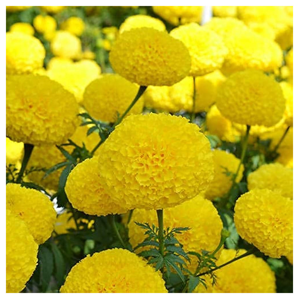 Yellow Marigold Heirloom Non-GMO Seeds for Planting – High Germination Organic Garden Seeds for Beds, Borders & Con | Neera Seeds product photo [neera-v4-d0514ee81aeee13ae044]