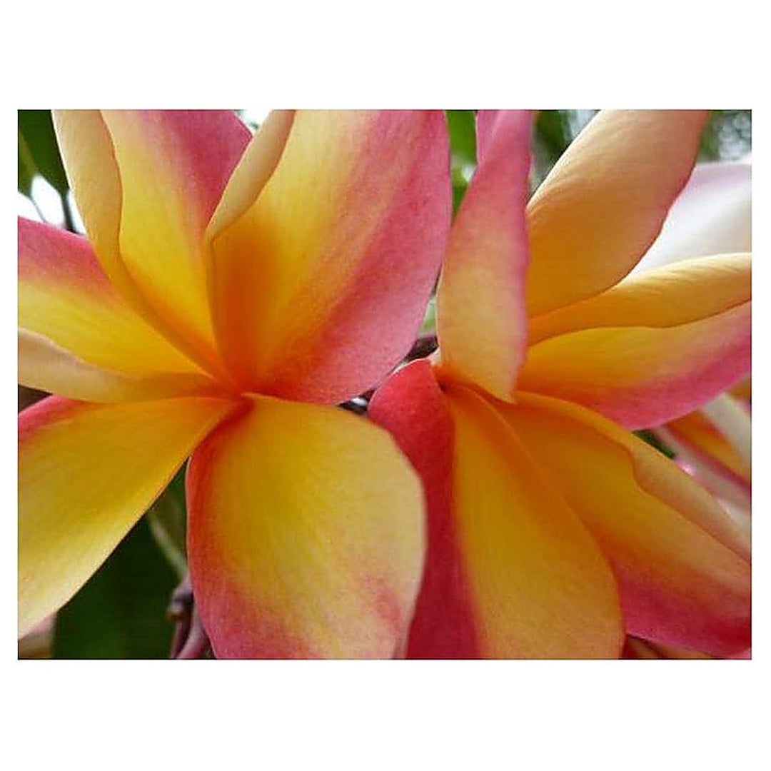 Peach Frangipani Flower Seeds for Planting - Heirloom Non-GMO High Germination Organic Garden Seeds | Neera Seeds product photo [neera-v4-d06b7672eddf29ebde6c]