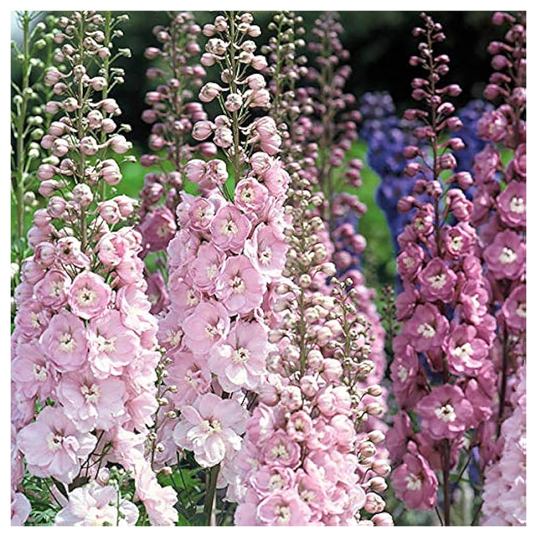 Pink Pink Heirloom Non Gmo Giant Delphinium Gorgeous Flower Blooms In Your Garden Flower Seeds | Neera Seeds product photo [neera-v4-d06c590cdb24dda3921e]