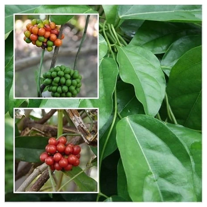 Heirloom Green Tiliacora Herb Seeds for Planting - Non-GMO, High Germination Organic Medicinal Garden Seeds | Neera Seeds product photo [neera-v4-d06d51bcecb38915f644]