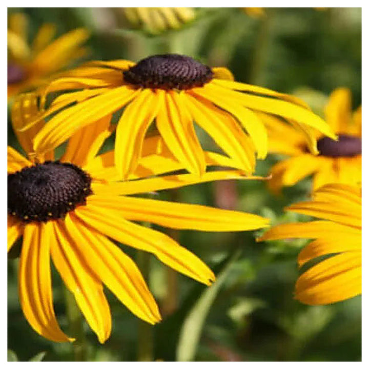 Black Eyed Susan Rudbeckia Flower Seeds for Planting-Heirloom &amp; Non-GMO Seeds for planting | Neera Seeds product photo [neera-v4-d0743fcd209f2f1949bd]