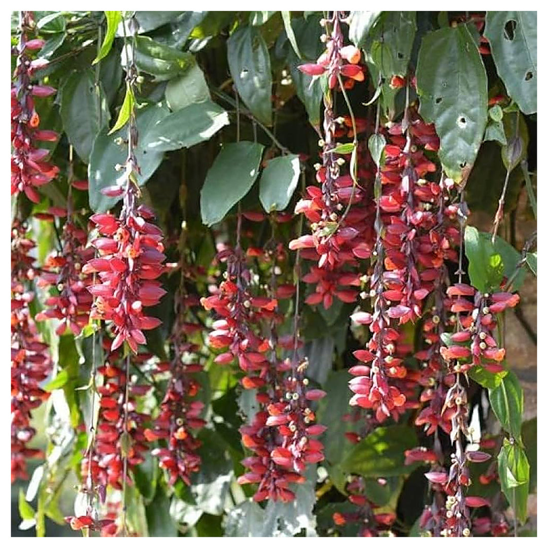 Heirloom Non-GMO Thunbergia Coccinea Flower Seeds for Planting – Tropical Climbing Garden Blooms | High Germination | Neera Seeds product photo [neera-v4-d079a0872d77446f6d8a]