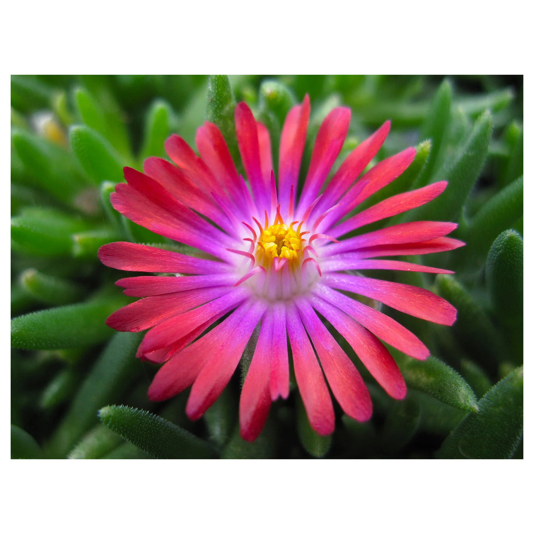 Red Ice Plant Delosperma Cooperi Bright Flower For Planting Ground Cover Flower For Sunny Garden | Neera Seeds product photo [neera-v4-d0845e539ef0c55f5ece]