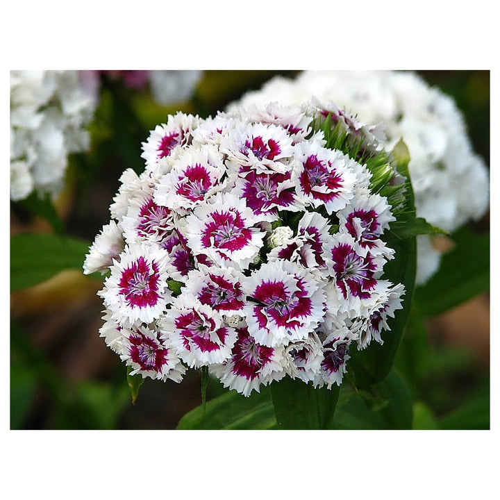 Heirloom Non-GMO Dianthus Flower Seeds for Planting – Fragrant Hardy Blooms for Garden &amp; Borders | Neera Seeds product photo [neera-v4-d08a31b328b24f8c2c97]