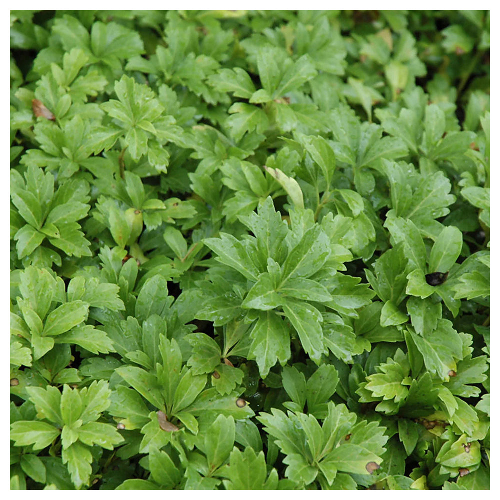 Pachysandra Plant Seeds for Planting – Non-GMO Heirloom Organic Garden Seeds with High Germination Rate | Neera Seeds product photo [neera-v4-d0999fe49e7189141042]