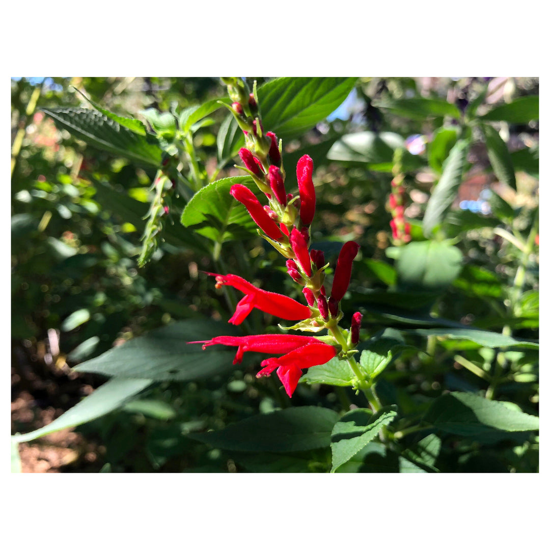 Pineapple Sage Flower Seeds for Planting - Heirloom and Non-GMO Seeds for Home Garden | Neera Seeds product photo [neera-v4-d0a18ddc3e74310b7639]