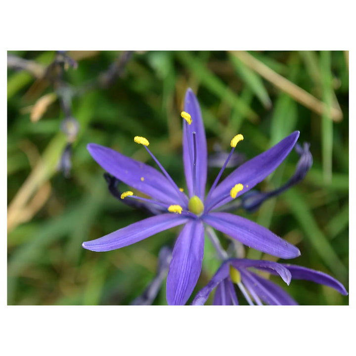 Camassia Flower Seeds for Planting – Heirloom, Non-GMO, High Germination Organic Garden Seeds | Neera Seeds product photo [neera-v4-d0a8ebf9b4d7191e6dc9]