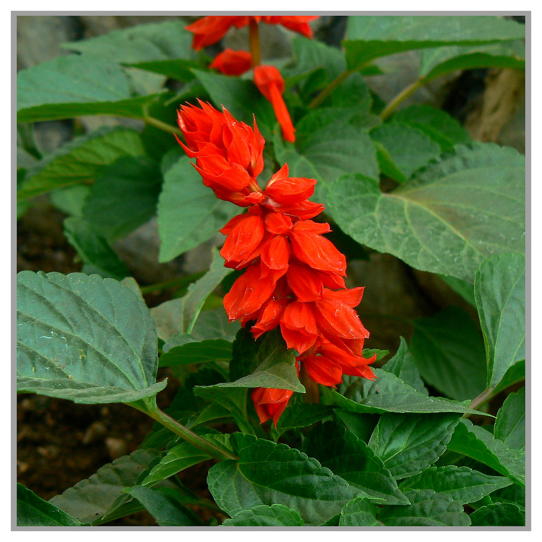 Red Greyia Sutherlandii Flower Seeds for Planting | Heirloom, Non-GMO, High Germination Organic Garden Seeds for Ex | Neera Seeds product photo [neera-v4-d0c899beada52a4ecaff]