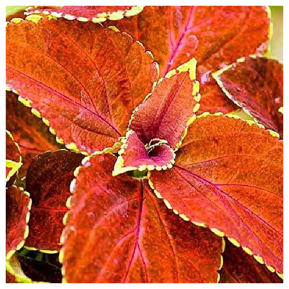 Heirloom Orange Green Coleus Flower Seeds for Planting – Non-GMO, Colorful Ornamental Foliage Variety | Neera Seeds product photo [neera-v4-d0cc3ed060b7ad5aaaae]