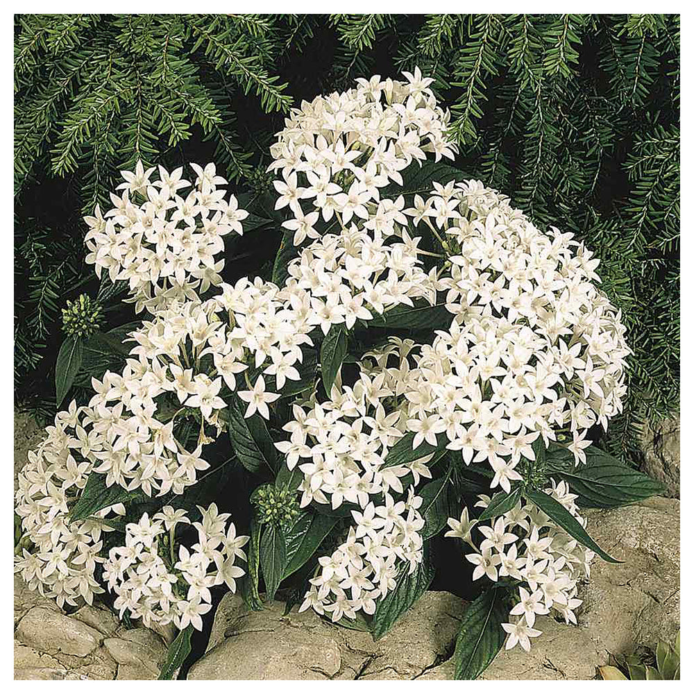 White Pentas Starla Flower Seeds for Planting - Heirloom Non-GMO High Germination Organic Garden Seeds | Neera Seeds product photo [neera-v4-d0cf982e0f61a4c7d7e4]
