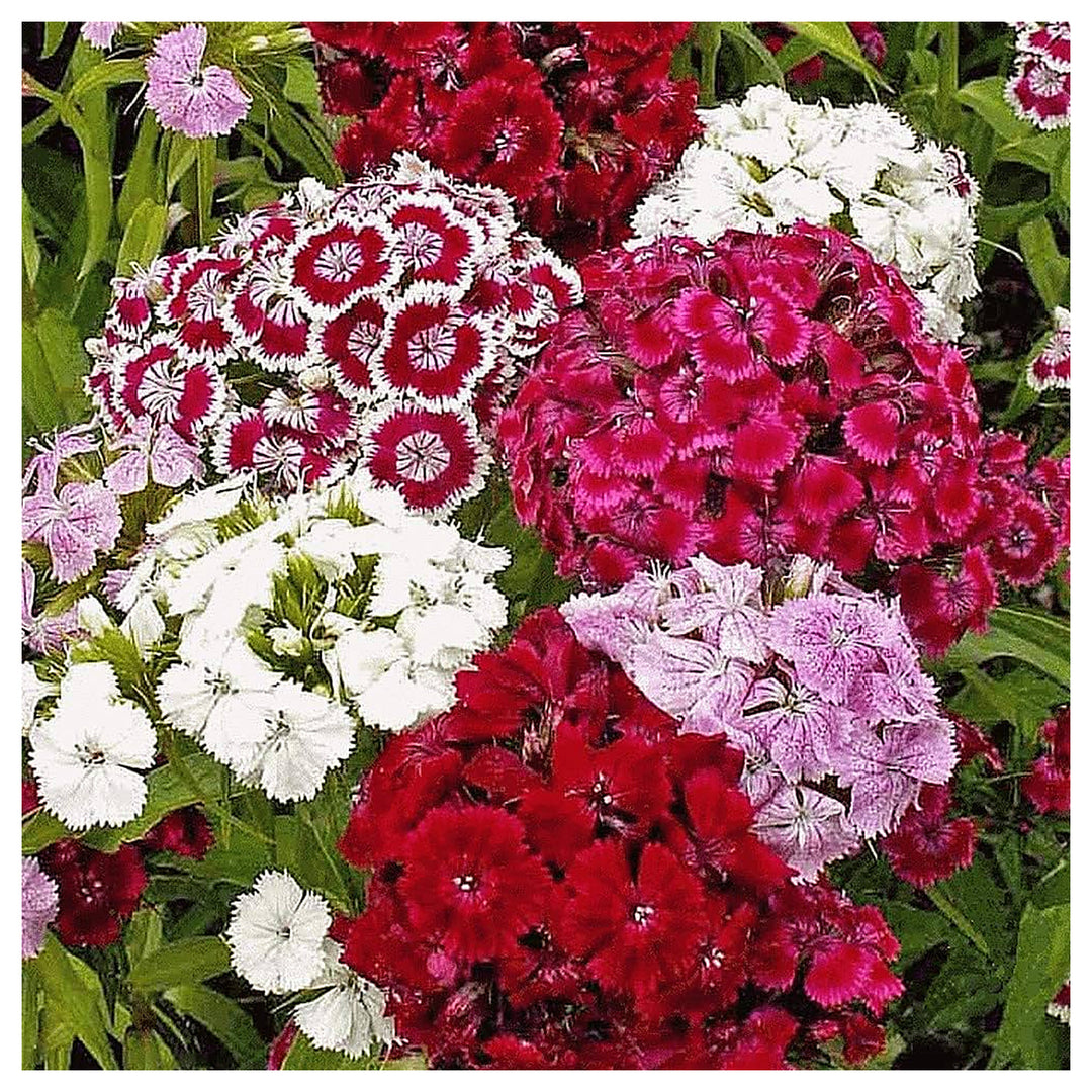 Dianthus Barbatus Tall Sweet William Double Mix Fragrant Flowers Flower Seeds Home Garden | Neera Seeds product photo [neera-v4-d0d6992a58f8ea03ae10]