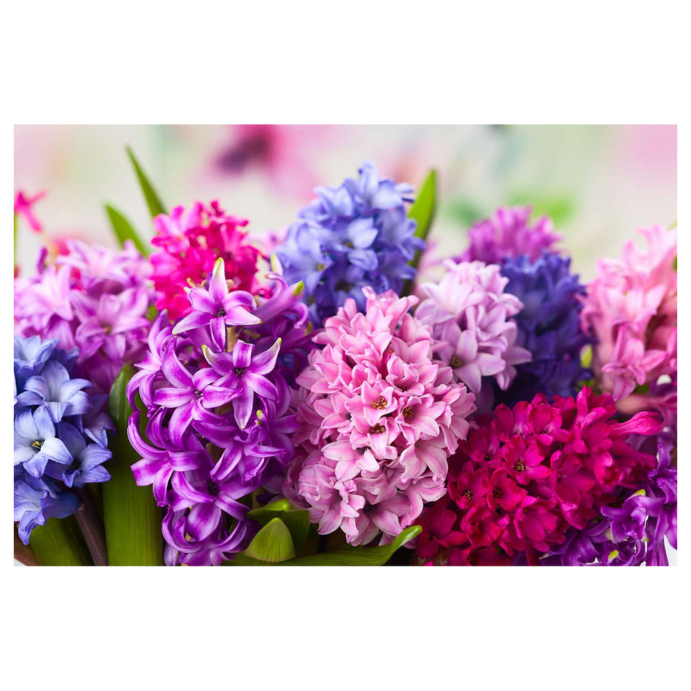 Heirloom Non-GMO Multi-Colored Hyacinth Flower Seeds for Planting – Fragrant Spring Blooms | Neera Seeds product photo [neera-v4-d0ed8e95061f28568e03]