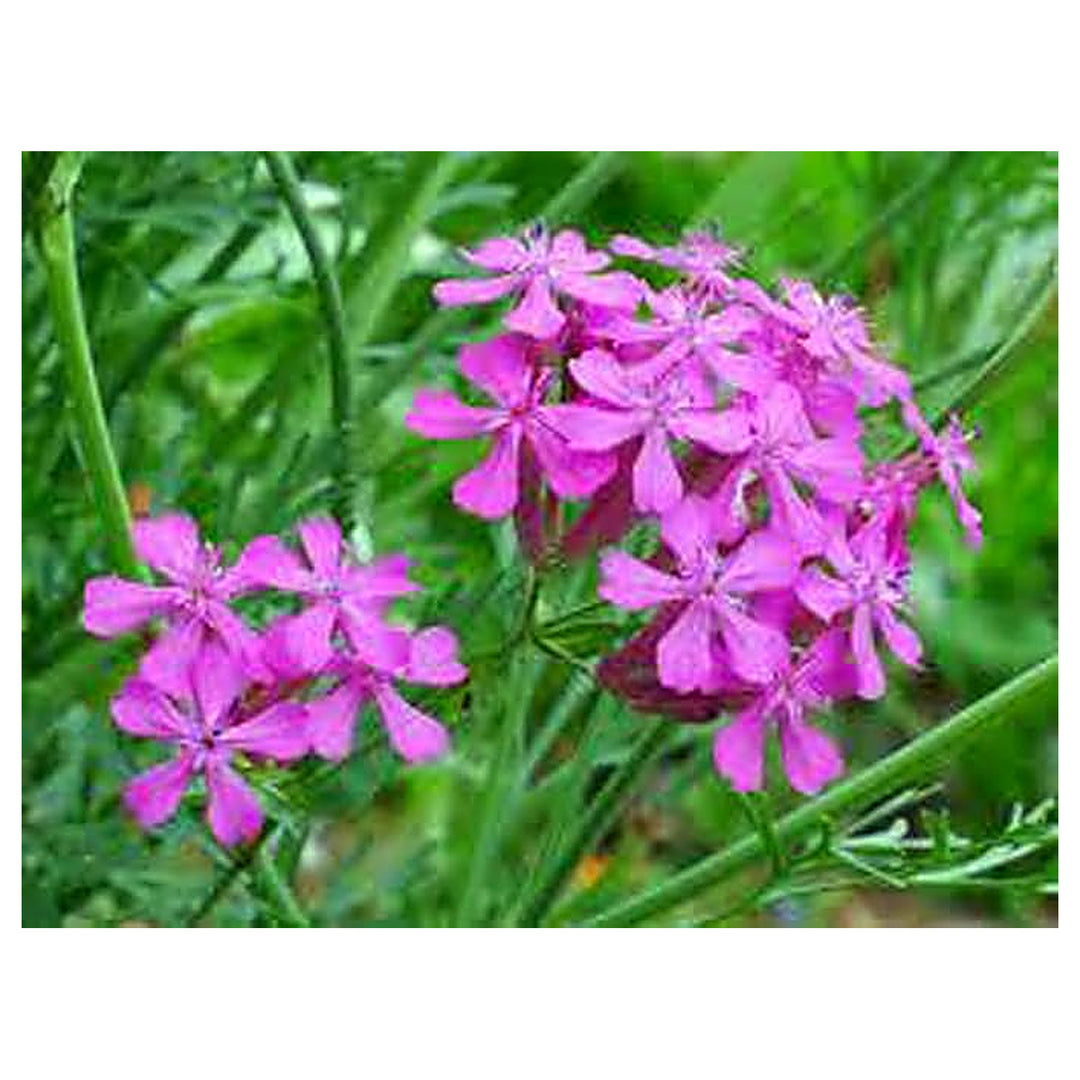 Purple Catchfly Flower Rose Catchfly Flower Seeds for Home Garden Planting, Lush Organic Blooming | Neera Seeds product photo [neera-v4-d10340c0cf5fd2c271b3]